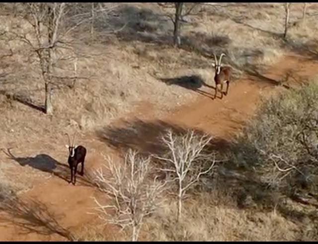 FARM FOR SALE IN SENTRUM